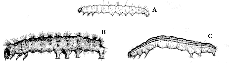 Figure 14A-C. Larva with three pairs of legs near the head.