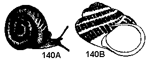 Figure 140A. Brown garden snail. Figure 140B. Shell opening.