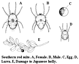 Southern red mite. A. Female. B. Male. C. Egg. D. Larva. E. Dama