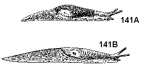 Figure 141A. Brown slug. Figure 141B. Gray garden slug.