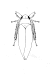 Figure 10. Leaffhopper.
