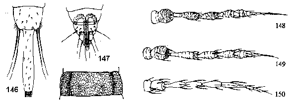 Figure 146, 147, 148, 149, 150. Body styles of various thrips.