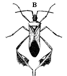 Figure 5B. Leaffooted bug.
