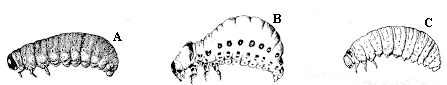 Figure 15A-C. Larva with three pairs of legs near the head