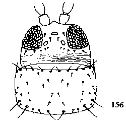 Figure 156. Pronotum with only 2 pairs of well developed postero