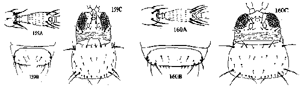 Figure 159A, 159B, 159C, 160A, 160B, 160C. Various body parts of