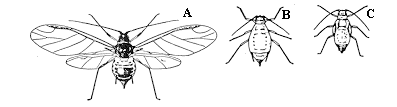 Figure 5. Green peach aphid. A. Winged adult. B. Wingless adult.