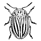 Figure 2. Colorado potato beetle.