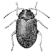 Figure 3. Flea beetle.