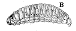 Figure 9B. Vegetable weevil larva.