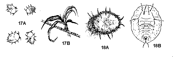 Figure 17A, 17B and Figure 18A, 18B. Scales and whiteflies.