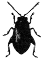 Figure 5. Corn flea beetle.