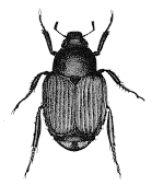 Figure 7. Japanese beetle.