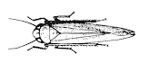 Figure 4. Potato leafhopper.