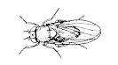 Figure 5. Small fruit fly.