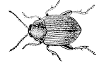 Figure 6. Sweetpotato flea beetle.