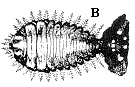 Figure 7B. Tortoise shell beetle larva.