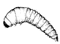 Figure 9. Sweetpotato flea beetle larva.