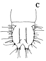 Figure 12C. Tobacco wireworm.