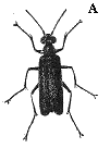 Figure 5A. Blister beetle (black).