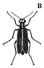 Figure 5B. Blister beetle (black with yellow margins).