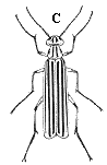 Figure 5C. Blister beetle (black and yellow striped).