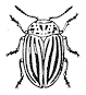 Figure 7. Colorado potato beetle.