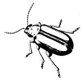 Figure 8. Flea beetle.