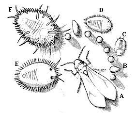 Figure 12. Greenhouse whitefly stages.