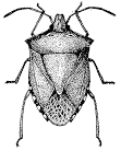 Figure 13. Stink bug.