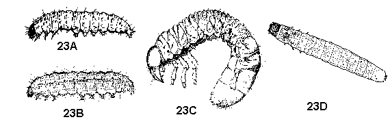 Figure 23A, 23B. Caterpillars. Figure 23C, 23D. White grubs and