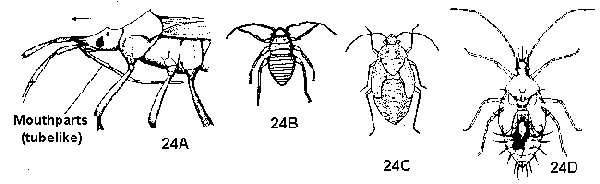 Figure 24A, 24B, 24C, 24D. Bugs.