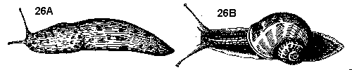 Figure 26A. Slug. 26B. Snail.