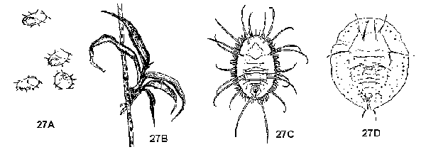 Figure 27A, 27B, 27C, 27D. Scales and immature whiteflies.