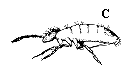 Figure 29C. Small jumping insect (1 to 3 mm long) with relativel