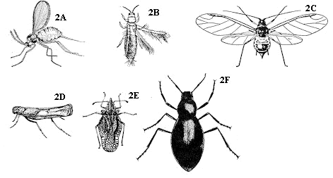 Figure 2A-F. Insects with wings.