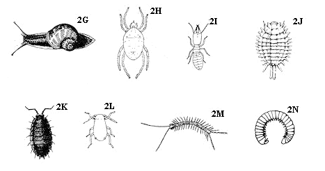 Figure 2G-N. Wingless insects.