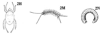 Figure 2H,M,N. More than or less than six legs present.