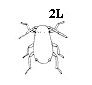 Figure 2L. Six legs usually present; legs and antennae