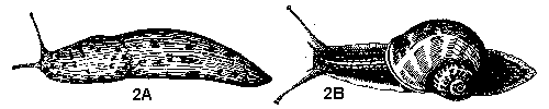 Figure 2A. Slug. 2B. Snail.