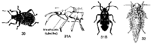 Figure 30. Beetles. Figure 31A, 31B. Bugs. Figure 32. Mouthparts