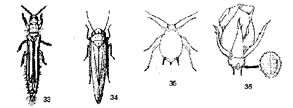 Figure 33. Thrips. Figure 34. Leafhoppers. Figure 35. Aphids. Fi