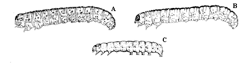 Figure 7A-C. Cutworms are fat, soft-bodied, basically gray, bla