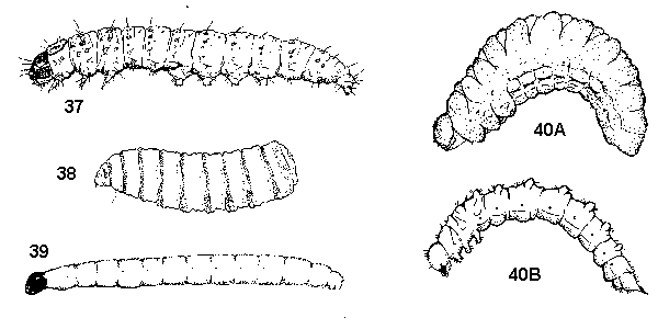 Figure 37. Caterpillars. Figure 38. Maggots. Figure 39. Darkwing