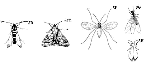 Figure 3D-H. Front pair of wings flexible and papery.