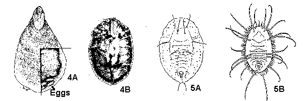 Figure 4A, 4B. Scales. Figure 5A, 5B. Whiteflies.