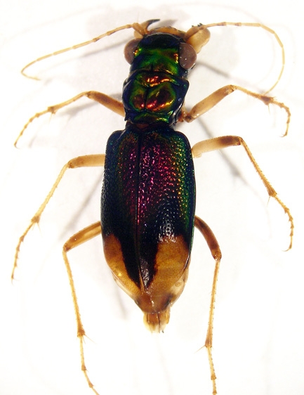 Dorsal view of an adult Carolina tiger beetle