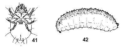 Figure 41. Mites. Figure 42. Maggots.