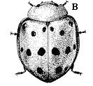 Figure 2. Mexican bean beetles are copper red and dome-shaped 