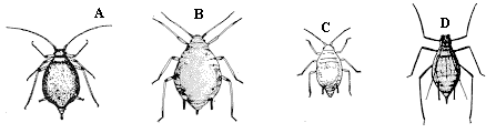 Figure 4A-D. Aphids are soft-bodied, pear-shaped insects 